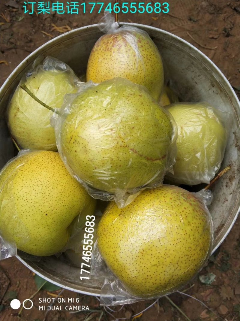 雪花梨250g----500g