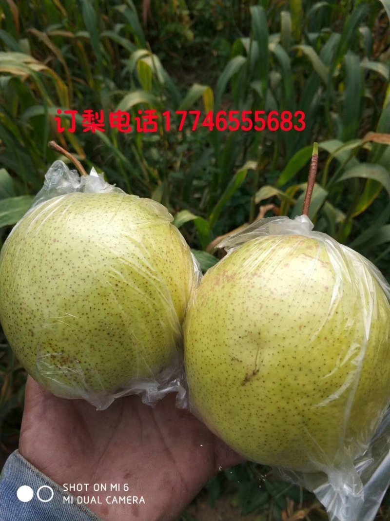 雪花梨250g----500g