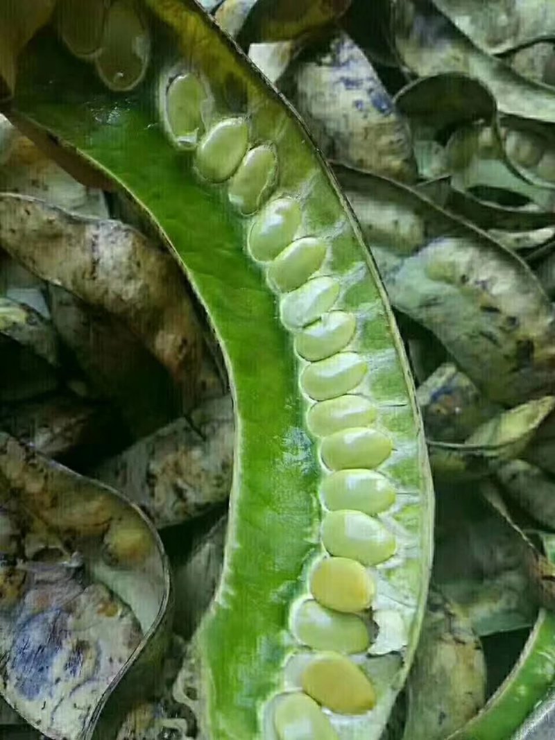 云南野生皂角米