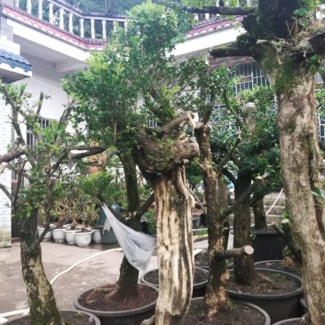 黄杨下山桩生熟都有