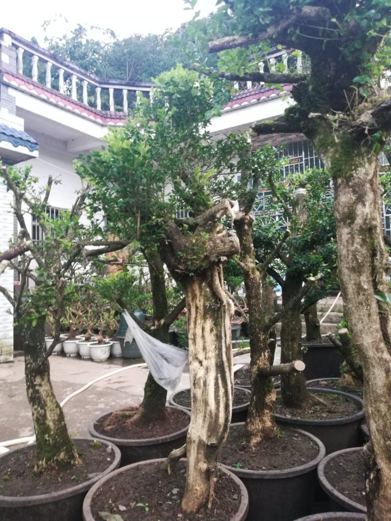 黄杨下山桩生熟都有