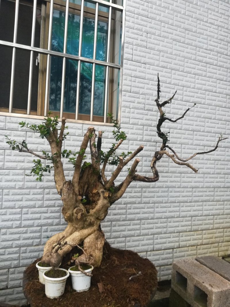 黄杨下山桩生熟都有
