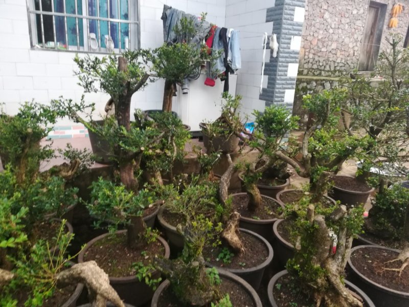 黄杨下山桩生熟都有
