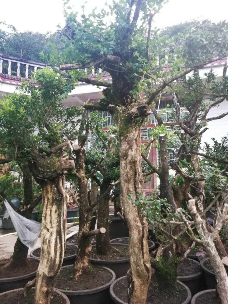黄杨下山桩生熟都有