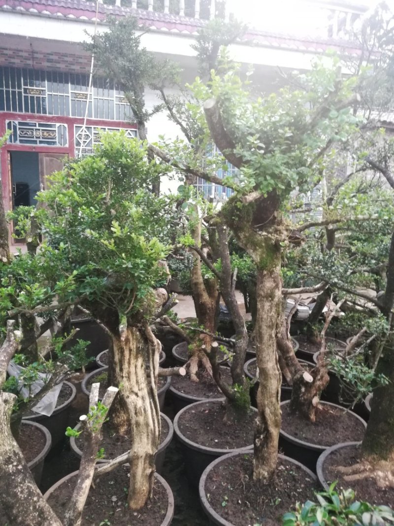 黄杨下山桩生熟都有