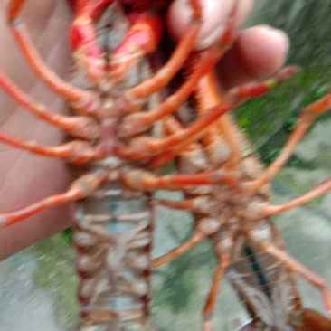 优质种虾