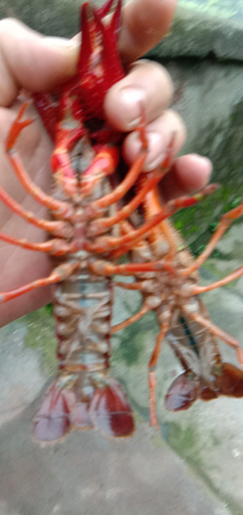 优质种虾