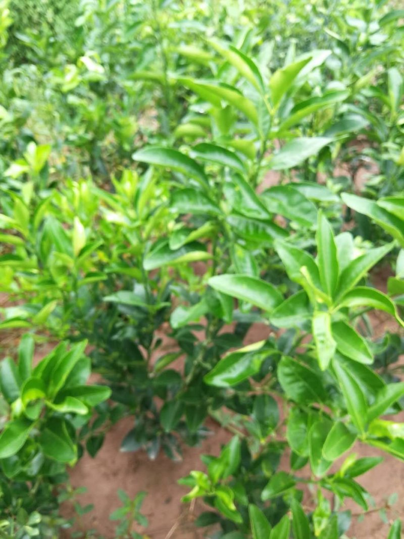 大雅，沃柑，爱图，桃子，李子，柠檬，各种果树大苗，小苗都
