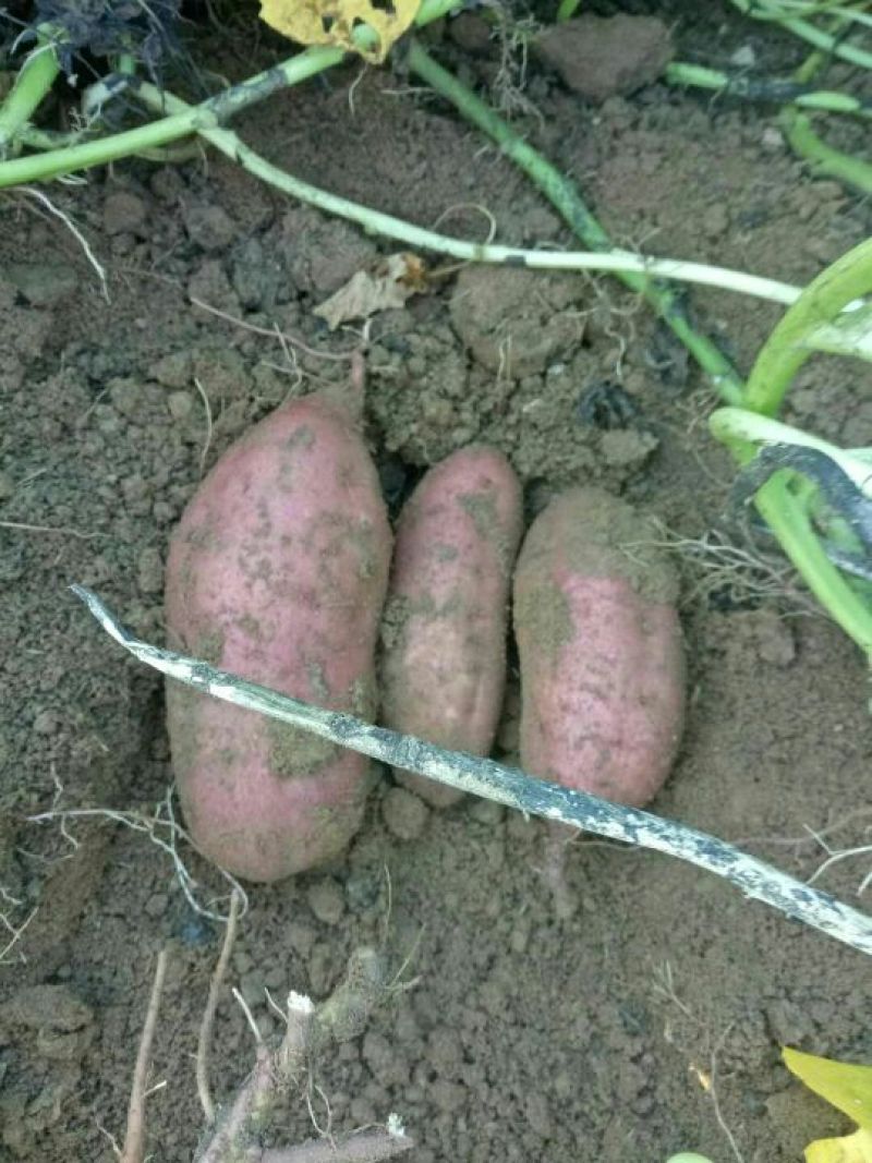 红薯