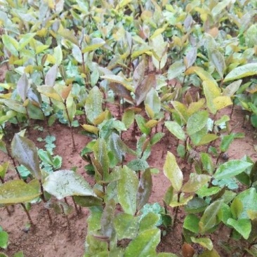 油茶苗10~29cm