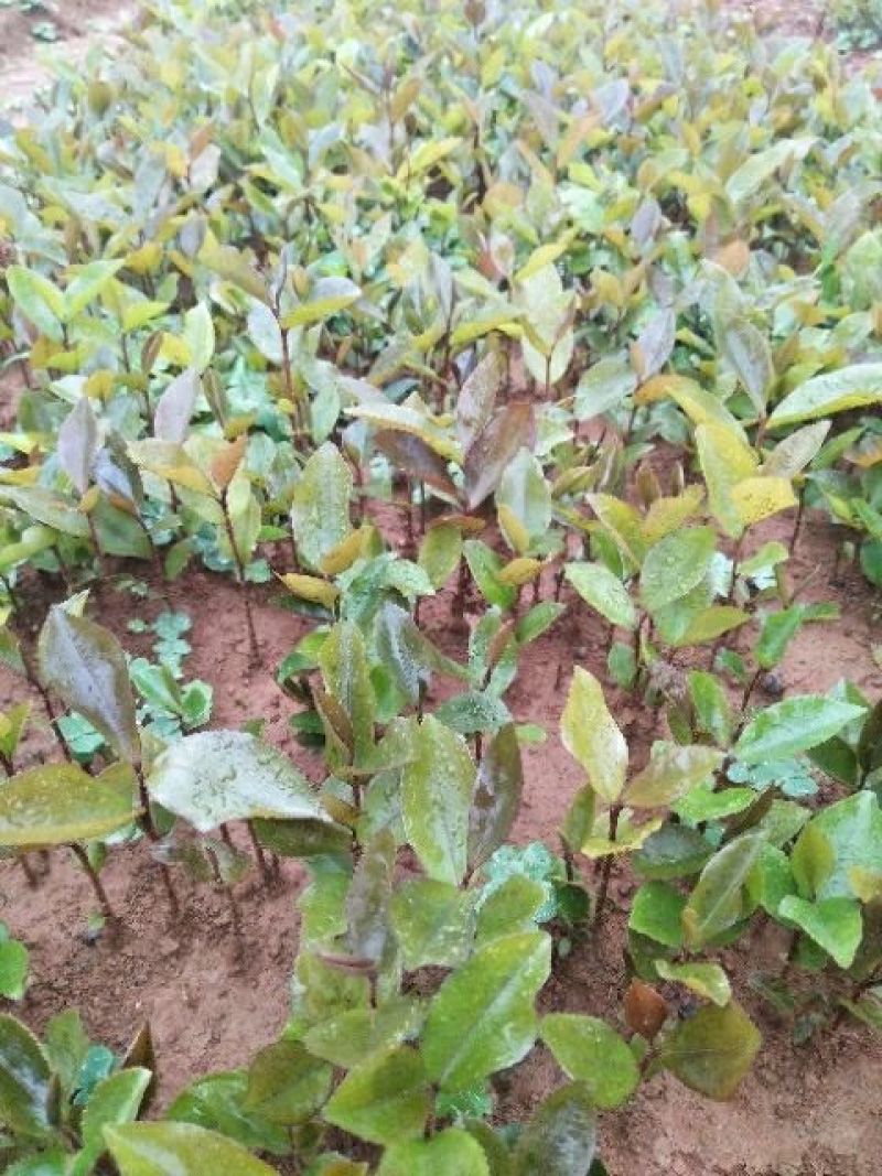 油茶苗10~29cm