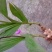 紫花三叉白芨种子果夹