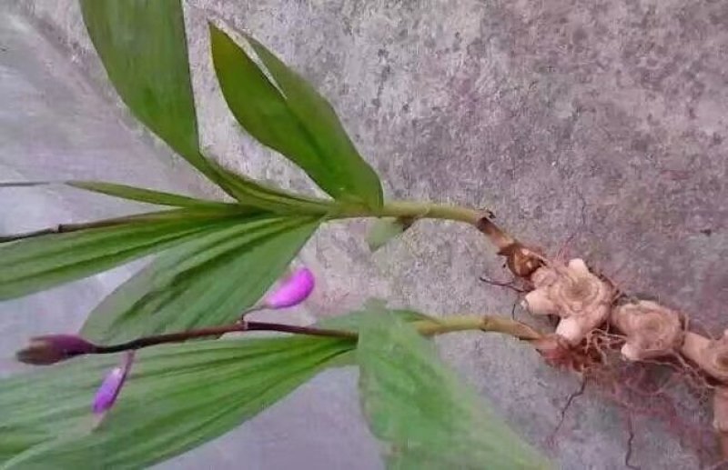 紫花三叉白芨种子果夹