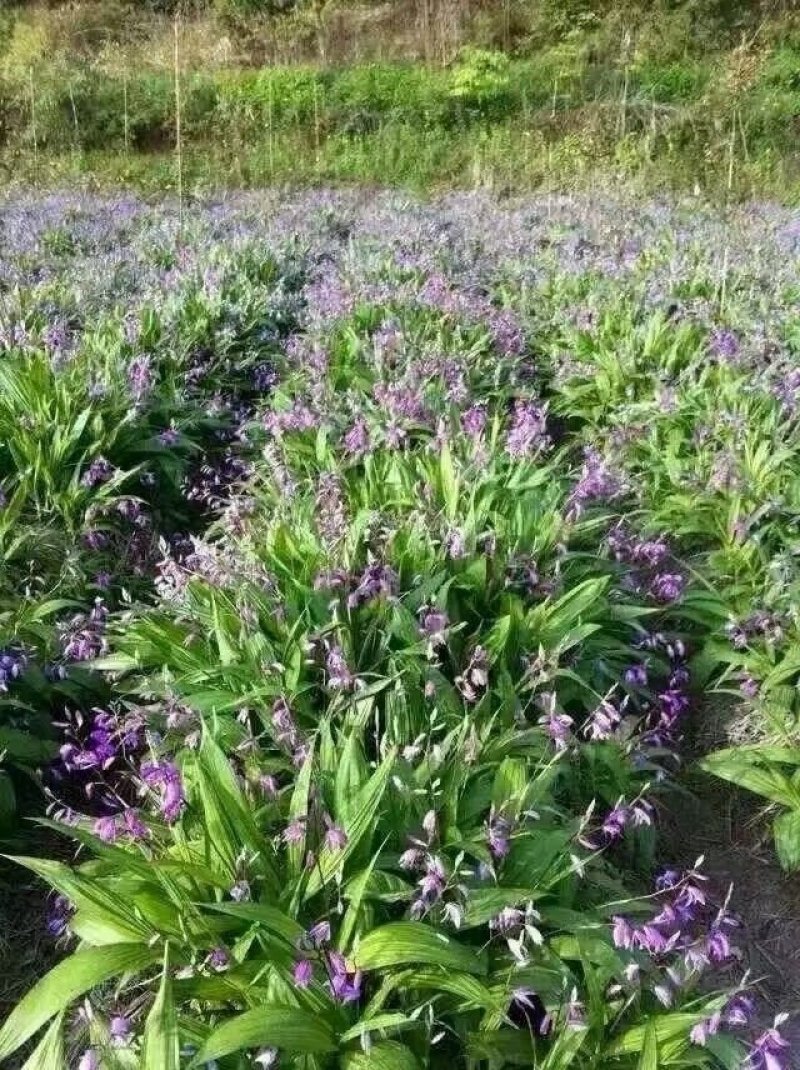 紫花三叉白芨种子果夹
