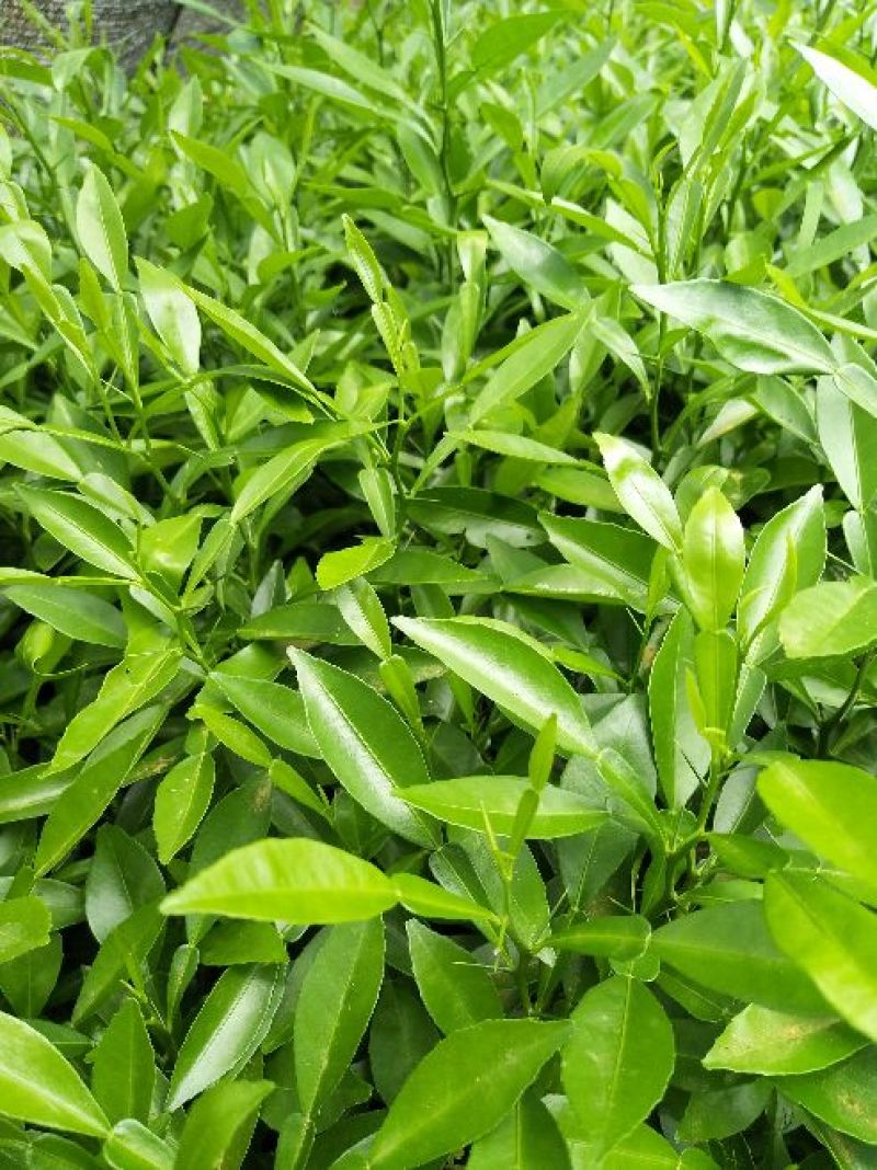 [标题]精品香橙苗50cm以下规格齐全欢迎选购