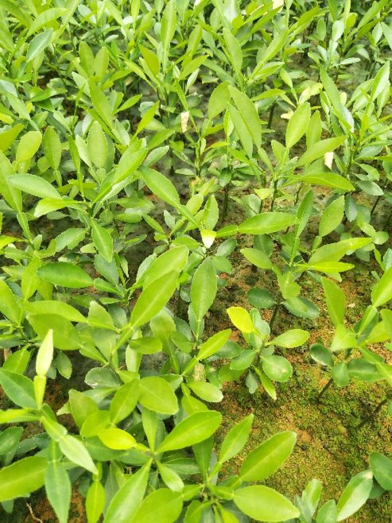 [标题]精品香橙苗50cm以下规格齐全欢迎选购