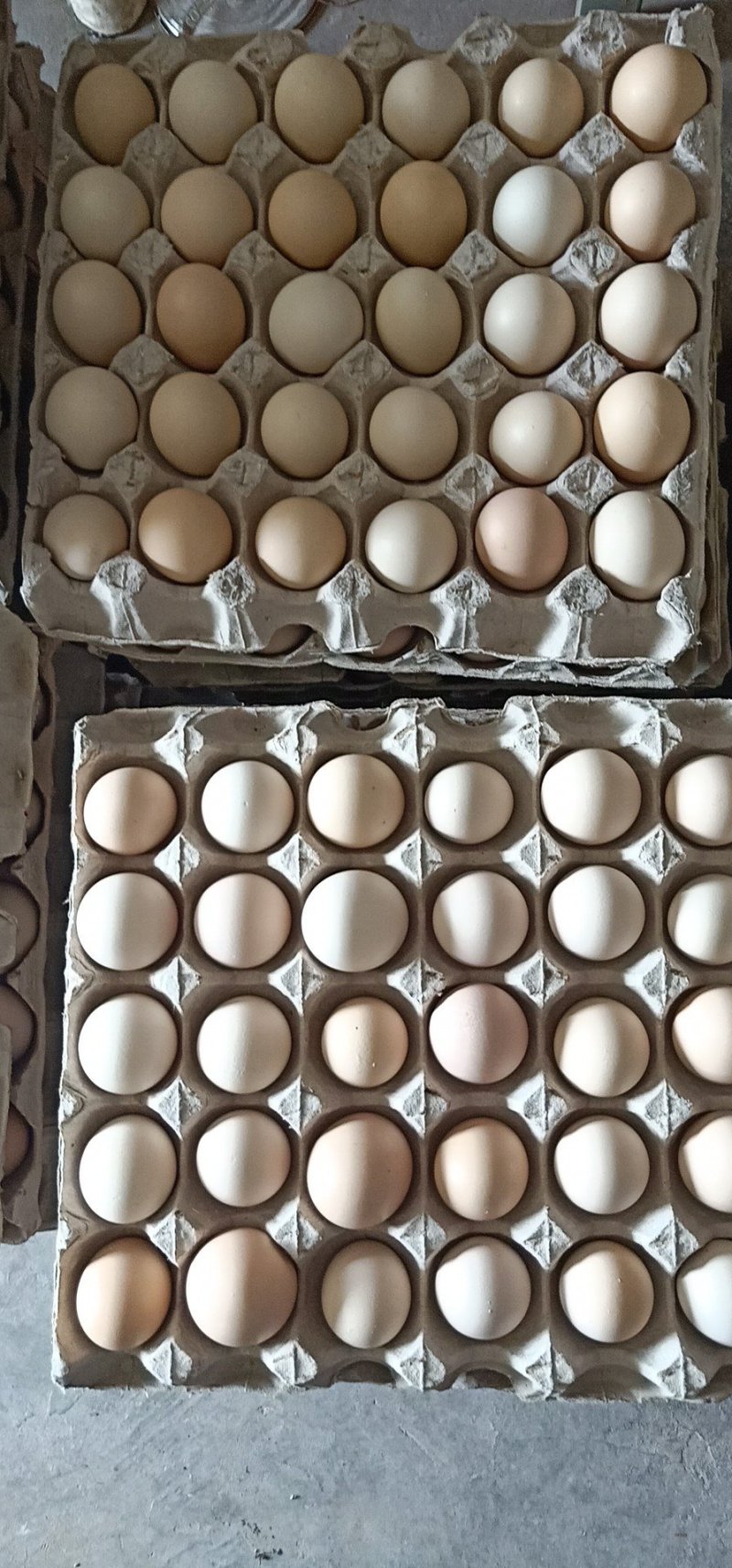 纯粮食喂养柴鸡蛋