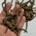 宜宾红皮仙茅