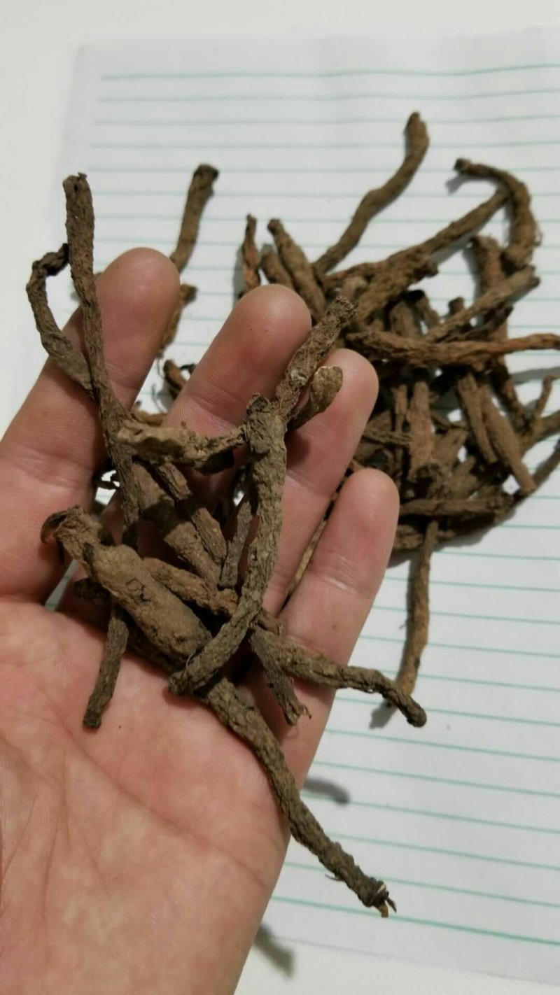 宜宾红皮仙茅