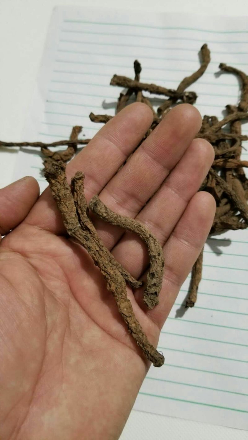 宜宾红皮仙茅