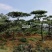 造型松