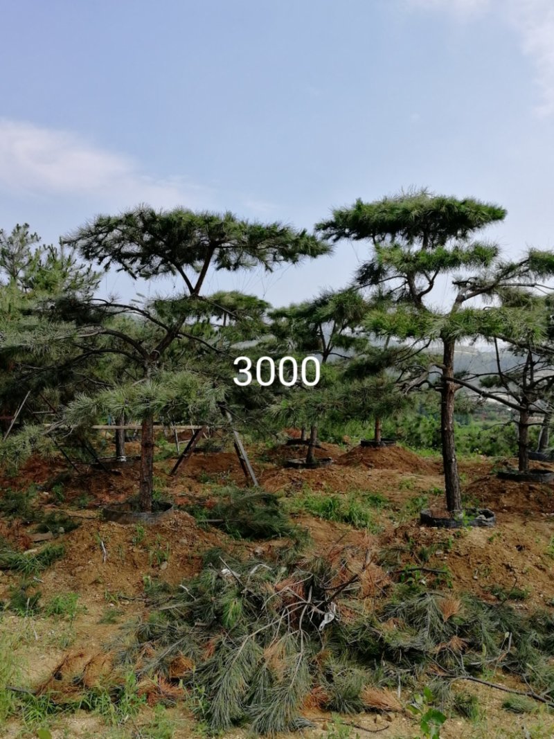 造型松