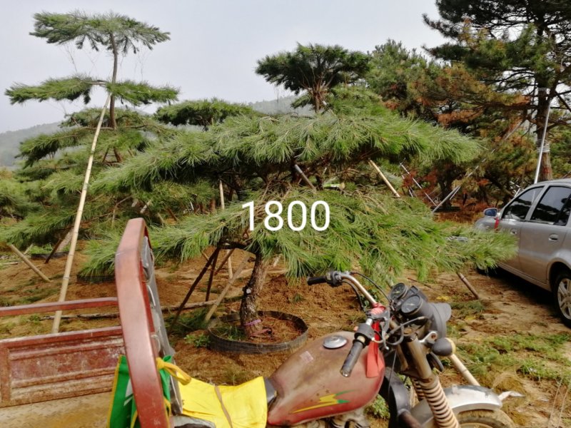 造型松
