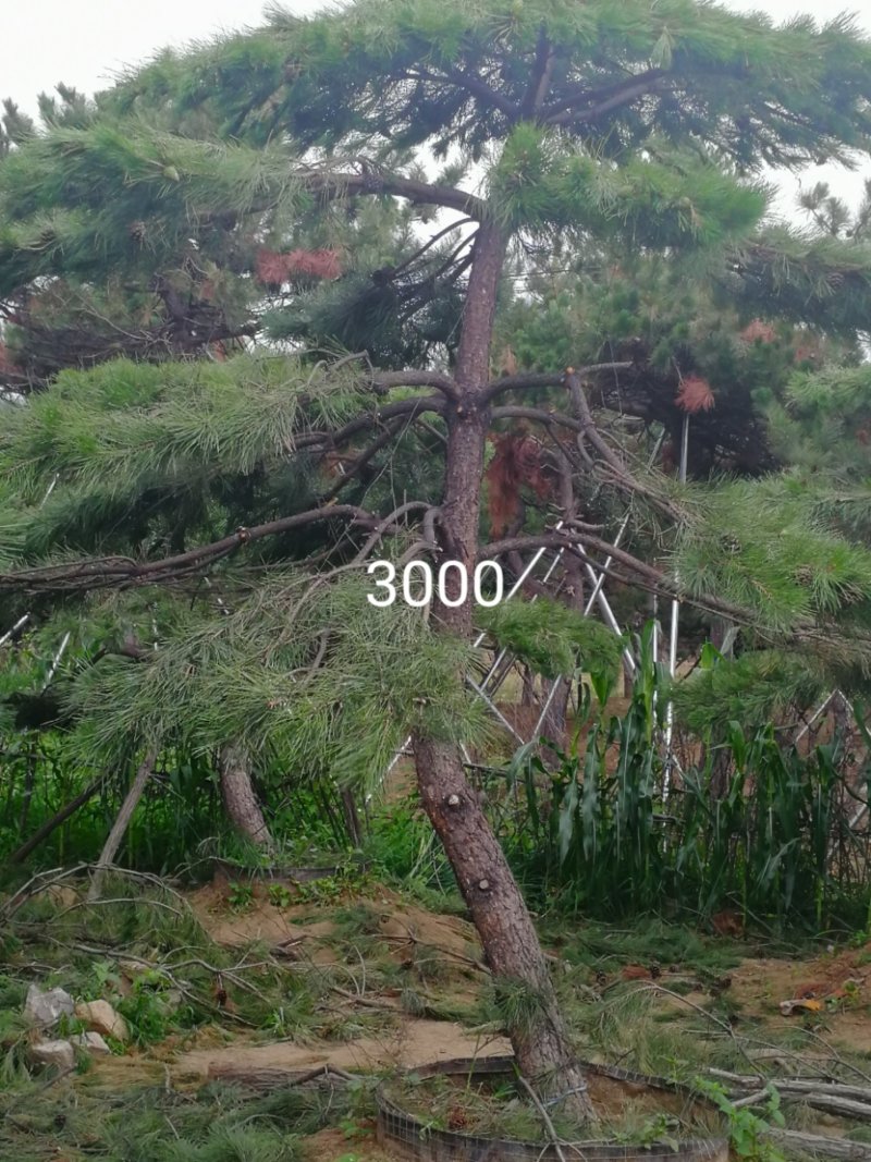 造型松
