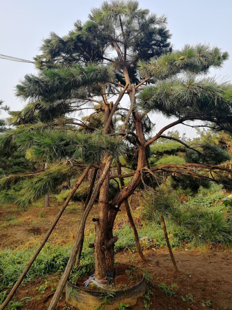 造型松