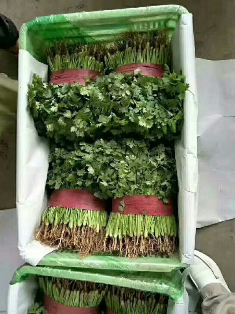 甘蓝