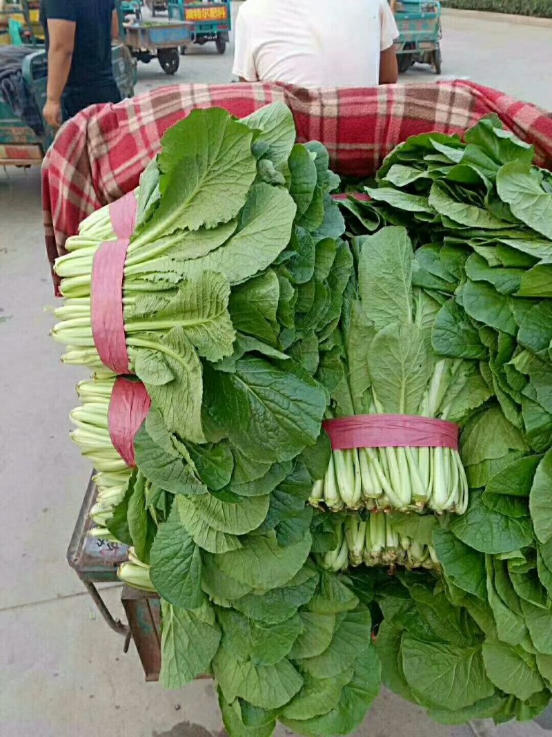 甘蓝
