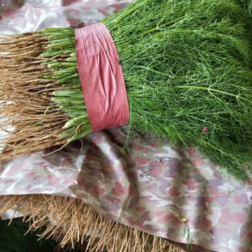 甘蓝