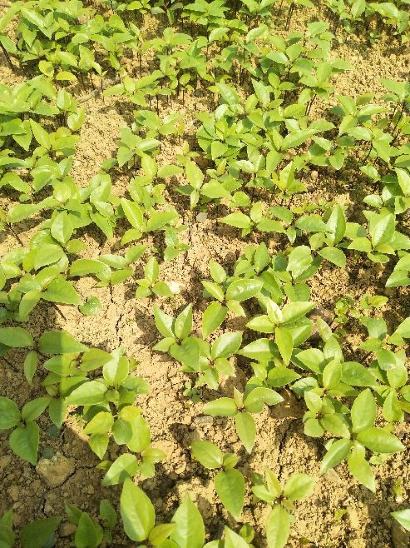 基地直发苗香樟苗10~20cm规格齐全欢迎选购