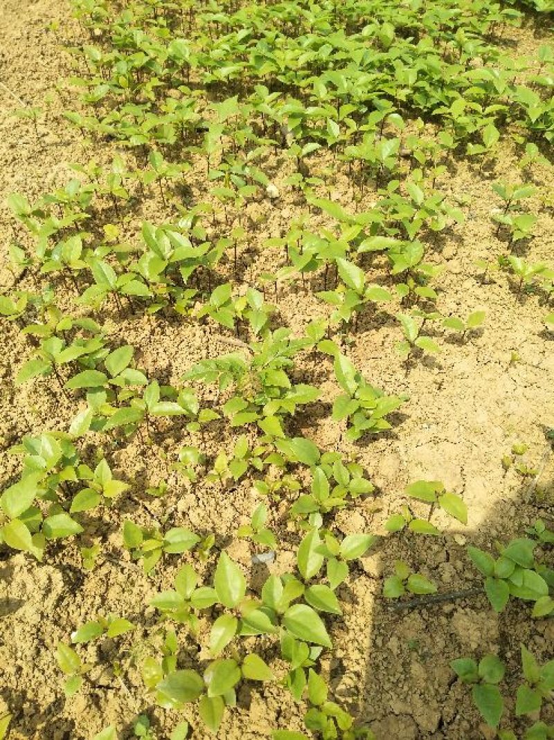 基地直发苗香樟苗10~20cm规格齐全欢迎选购