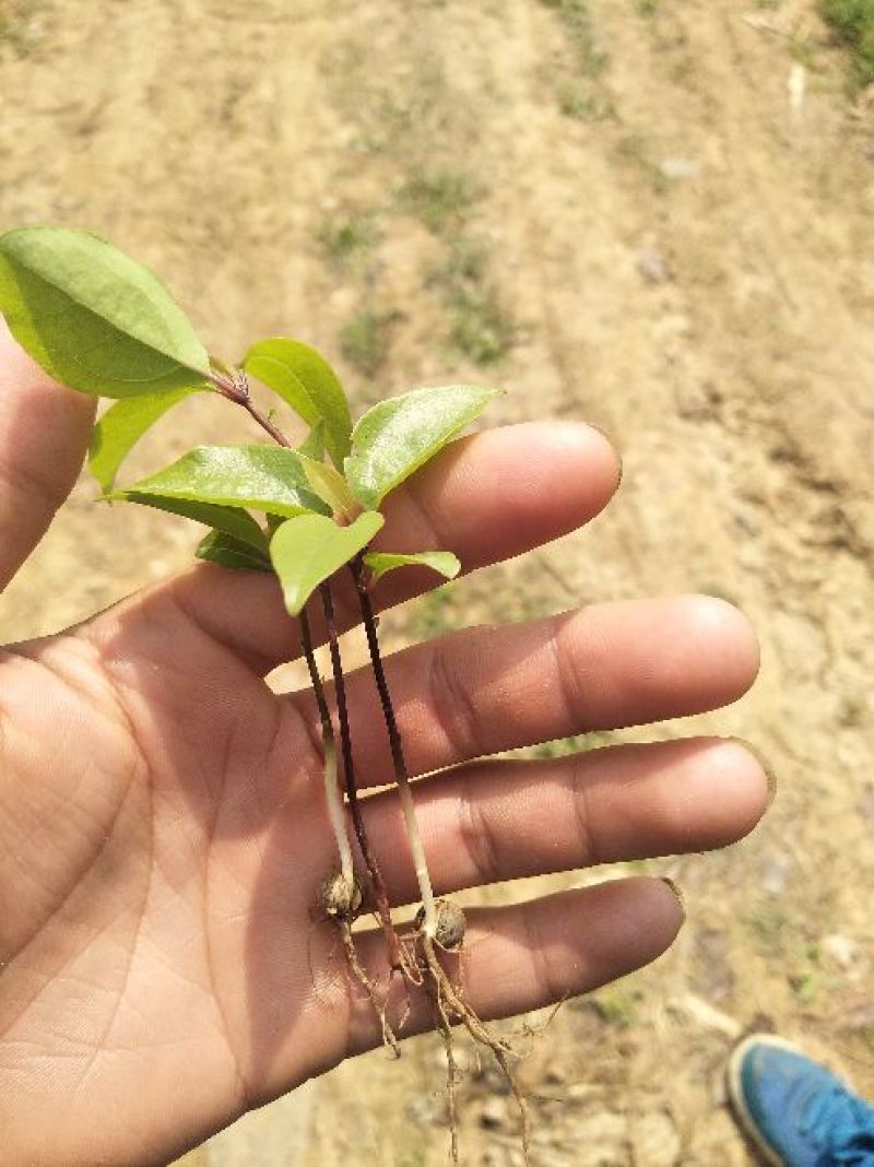 基地直发苗香樟苗10~20cm规格齐全欢迎选购