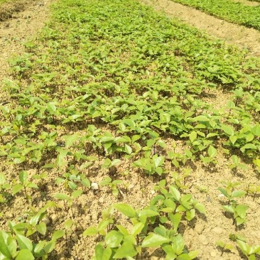 基地直发苗香樟苗10~20cm规格齐全欢迎选购