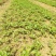 基地直发苗香樟苗10~20cm规格齐全欢迎选购