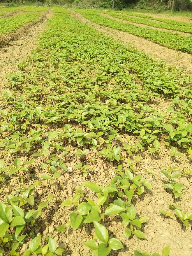基地直发苗香樟苗10~20cm规格齐全欢迎选购