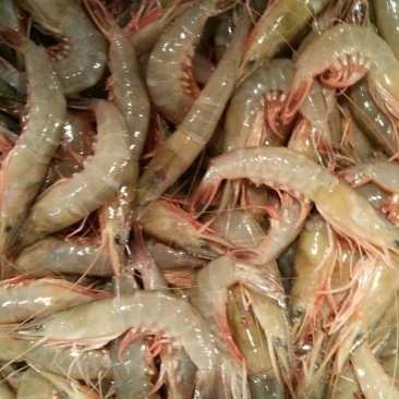 海鲜东海滑皮虾
