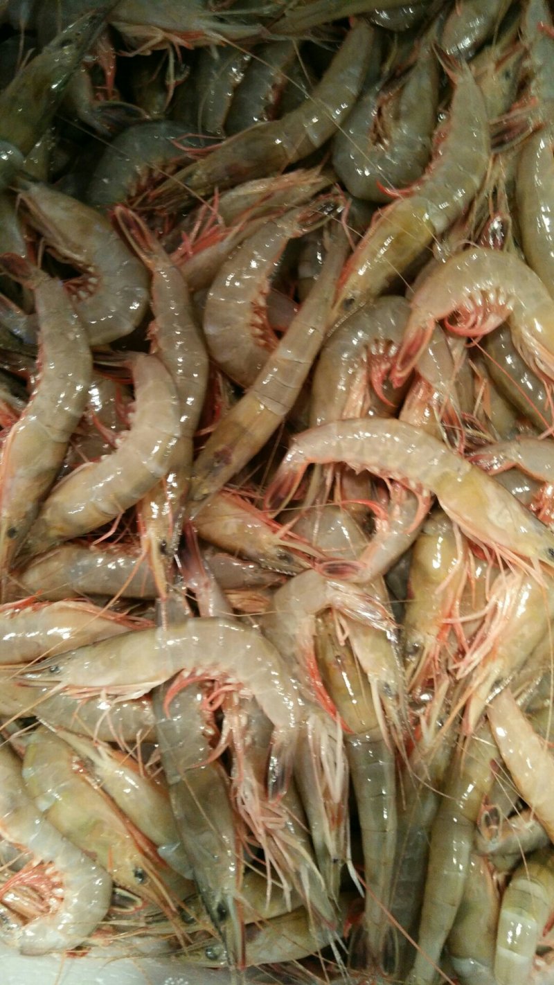 海鲜东海滑皮虾