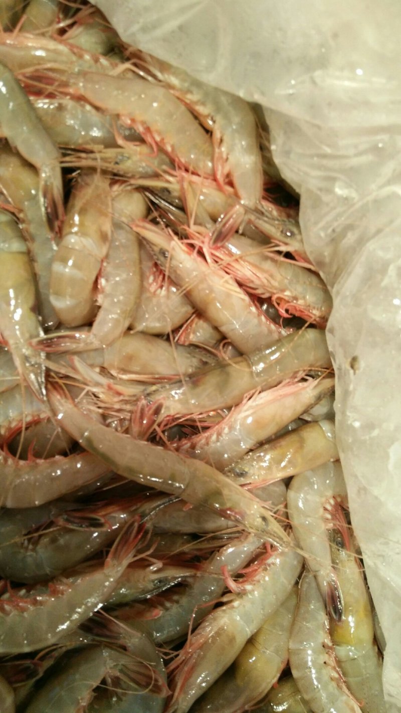 海鲜东海滑皮虾