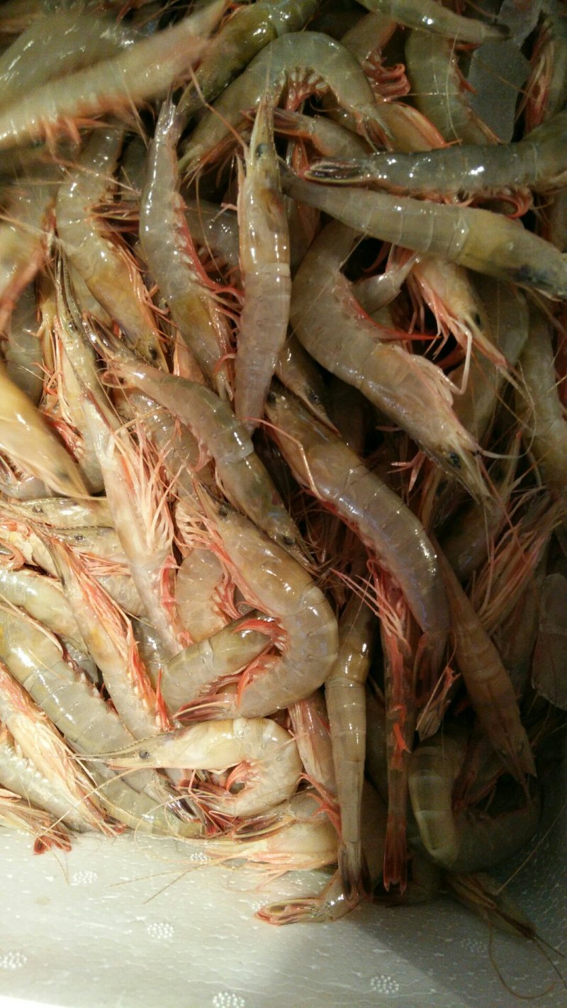 海鲜东海滑皮虾