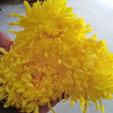 金丝皇菊