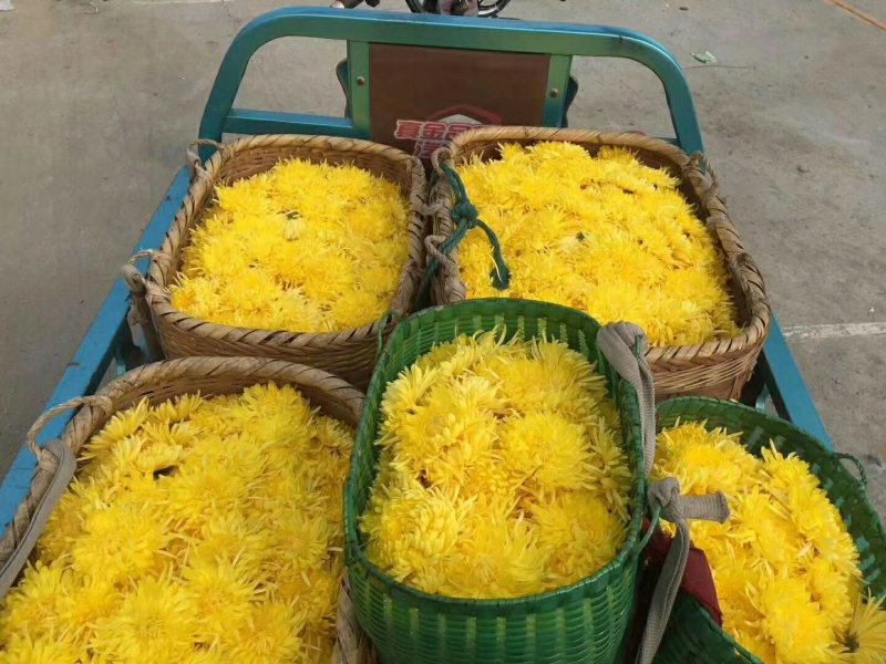 金丝皇菊