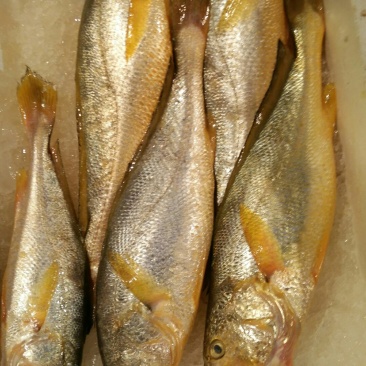 东海大黄鱼