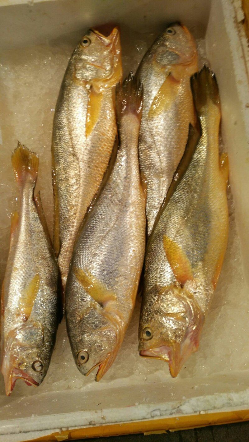 东海大黄鱼