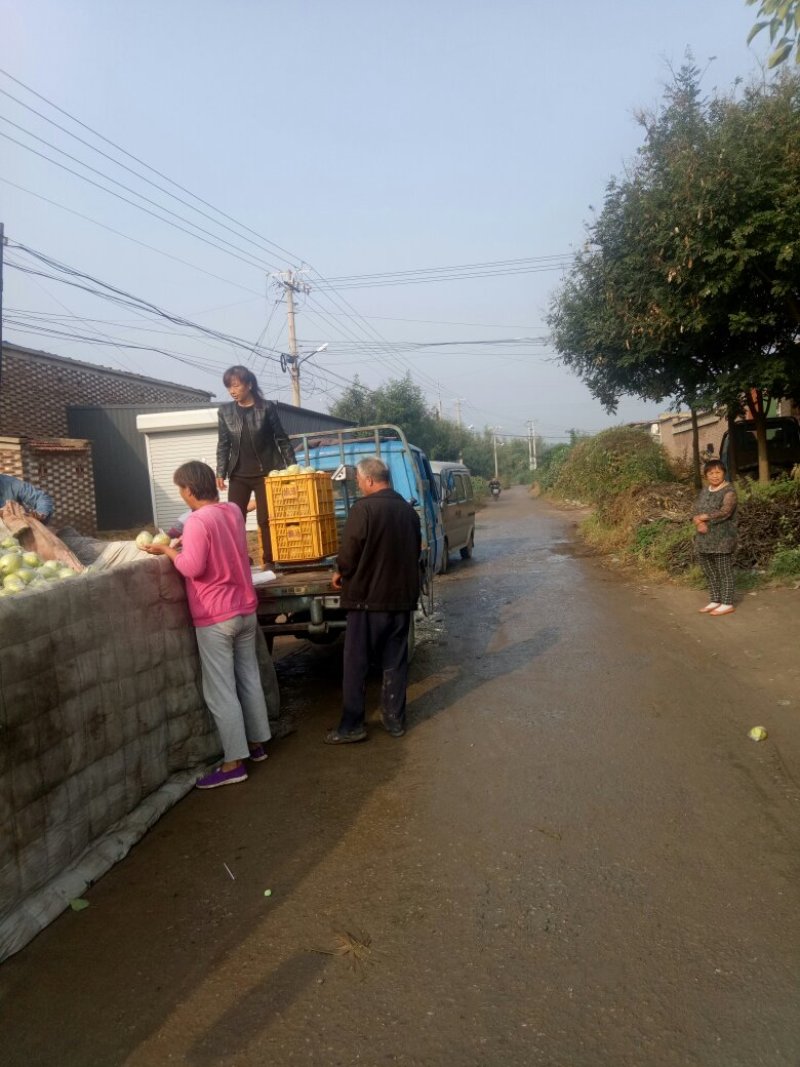 水晶梨大量上市货源充足口感脆甜欢迎采购
