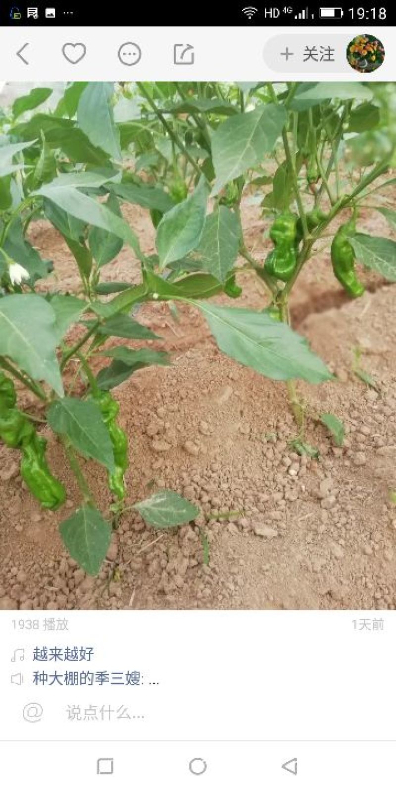 芜湖椒