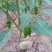芜湖椒
