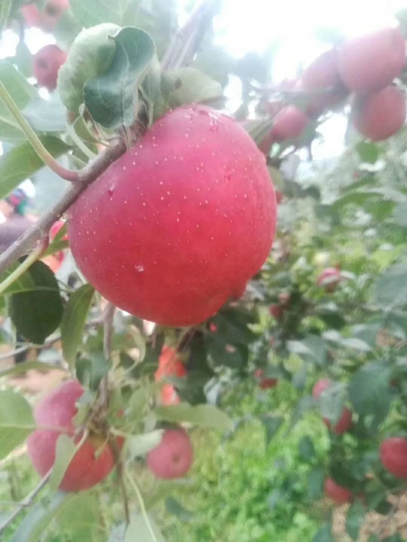 盐源苹果